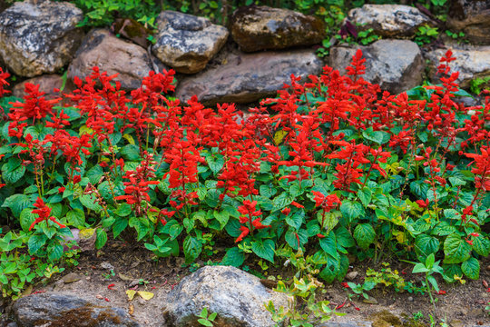 Brilliant scarlet salvia splendens flowers in garden. This plant is also called scarlet sage or tropical sage.