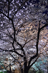 Obraz na płótnie Canvas Illuminated cherry blossom, Kyoto Japan 夜桜　京都
