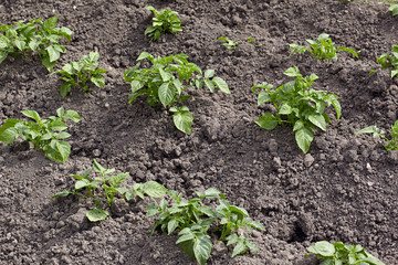 The field of new potatoes after an earthing up