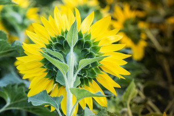 yellow sunflower closeup so beautiful