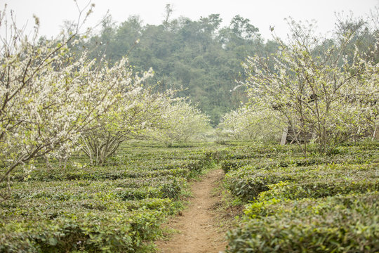 Plum Flowers At Moc Chau Town