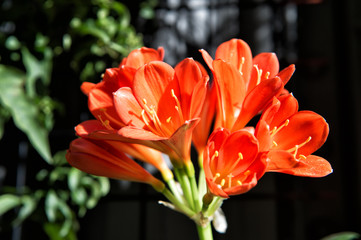 beautiful alstromeria flowers red color as natural background