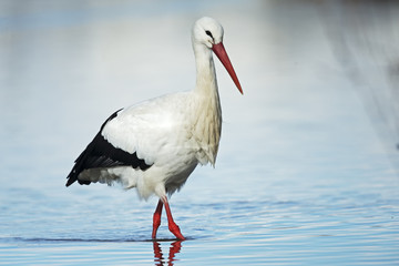white stork