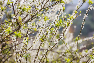 Plum flowers at Moc chau town