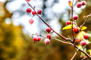 Fototapeta na wymiar Small wild apples on a branch among yellow foliage.