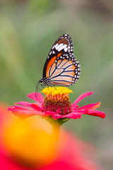Obraz na płótnie Canvas Butterflies, flowers, nature