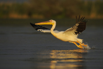 Eastern white pelican (Pelecanus onocrotalus) taking off from water, Danube delta rewilding area, Romania May sequence 2/10