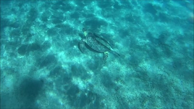 turtles