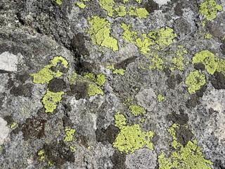 Nature details: many different lichens grow on gray rock surface. Bright green and different gray colored lichen patterns. Taken in Sweden.