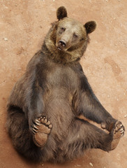 bear