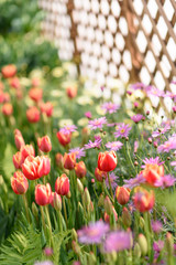 京都府立植物園のチューリップ 
