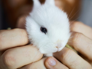 Human holding dwarf white baby-bunny