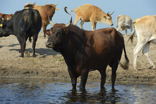 Domestic Cattle at river edge, Danube delta rewilding area, Romania