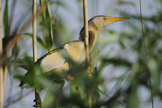 Little bittern (Ixobrychus minutus) amidst reeds, Danube delta rewilding area, Romania, June