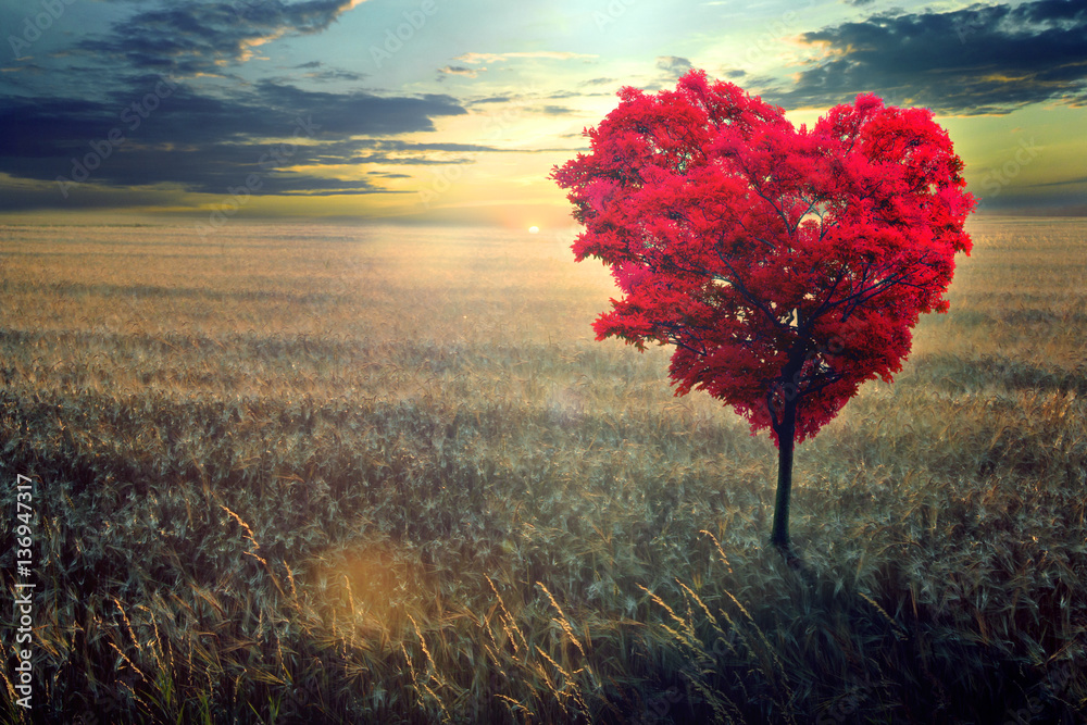 Wall mural red heart-shaped tree in the field against the background of a decline.