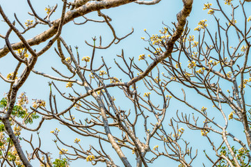 Flowers and branch of plumeria tree. It is a genus of flowering plants.