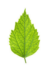 Green  leaf isolated