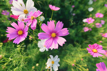 Pink ,red and white cosmos flowers garden