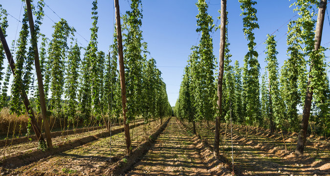  Cultivo de plantas de lupulo en lineas paralelas trepando por alambradas sostenidas con postes de madera