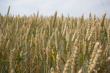 Yellow ripe ears of wheat in field late summer