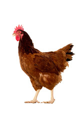 full body of brown chicken ,hen standing isolated white backgrou
