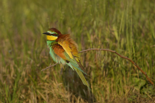 European bee eater (Merops apiaster) resting portrait at breeding site, Danube delta rewilding area, Romania June
