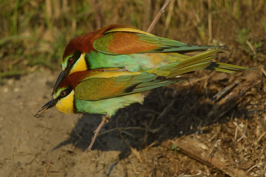 European bee eater (Merops apiaster) pair mating at breeding site, Danube delta rewilding area, Romania June