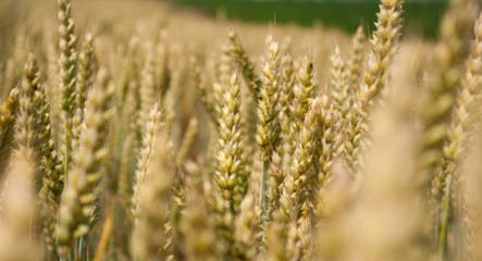 Yellow ripe ears of wheat in field late summer