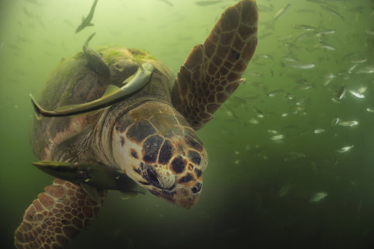 Loggerhead sea turtles (Caretta caretta) overgrown by algae with Remora (Remora remora) Turkey, July.