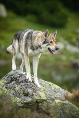 Fototapeta premium Wolfdog standing on rock