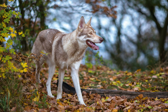 Wolfdog in autumn nature