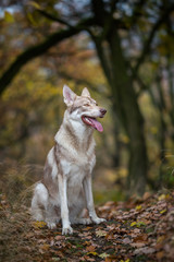 Wolfdog in autumn nature