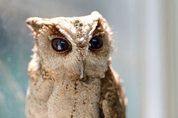 Obraz premium owl