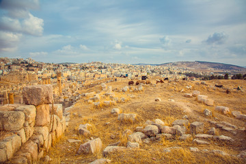 goats walk on ruins of ancient city of Jerash, Jordan