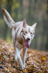 Naklejka na ściany i meble Wolfdog in autumn nature