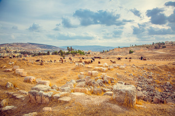 Fototapeta na wymiar goats walk on ruins of ancient city of Jerash, Jordan
