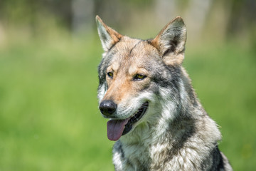 Naklejka na ściany i meble Wolfdog on green graas