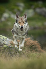 Naklejka na ściany i meble Wolfdog in nature