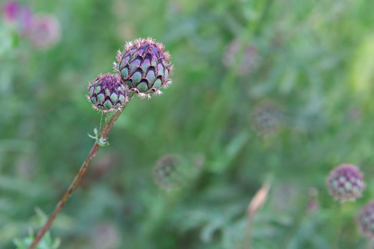 The barbed head of a Thistle close up on blurred background. Natural background with plant of Arctium tomentosum. Natural landscape.