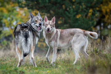 Obraz premium Couple of wolfdogs in nature