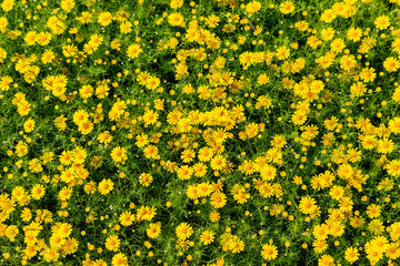 yellow Cosmos flowers blooming in the garden
