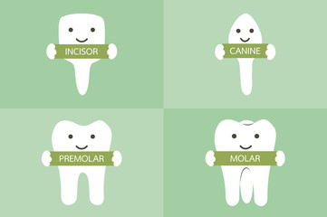 tooth type - incisor, canine, premolar, molar