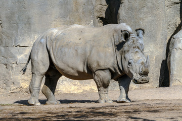 Naklejka premium white Rhinoceros