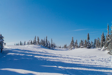 Beautiful winter landscape with trees