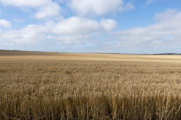 Wheat Field ready for Harvest