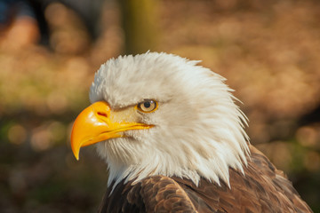 Obraz premium Bald Eagle