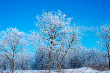 Winter Forest in clear day. Blue sky. Beautiful landscape