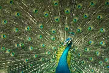 Naklejka premium close up of peacock showing drametic trail
