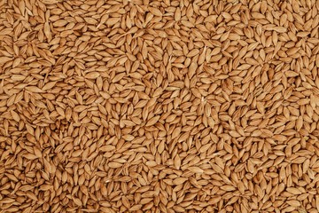 Barley beans. Grains of malt closeup. Barley on sacking background. Food and agriculture concept.