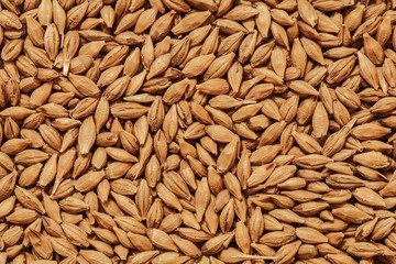 Malt seeds background, barley grains, beer ingredient